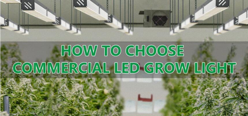 How To Choose Commercial LED Grow Light